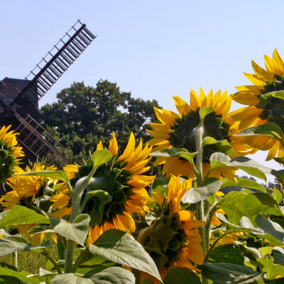 Bild vergrößern: Hädicke-Mühle in Brehna vom Sommer 2023